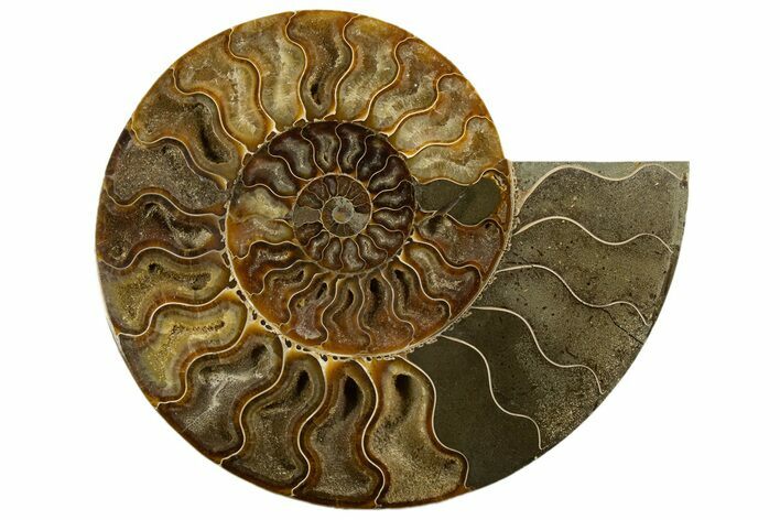 Cut & Polished Ammonite Fossil (Half) - Madagascar #317857
